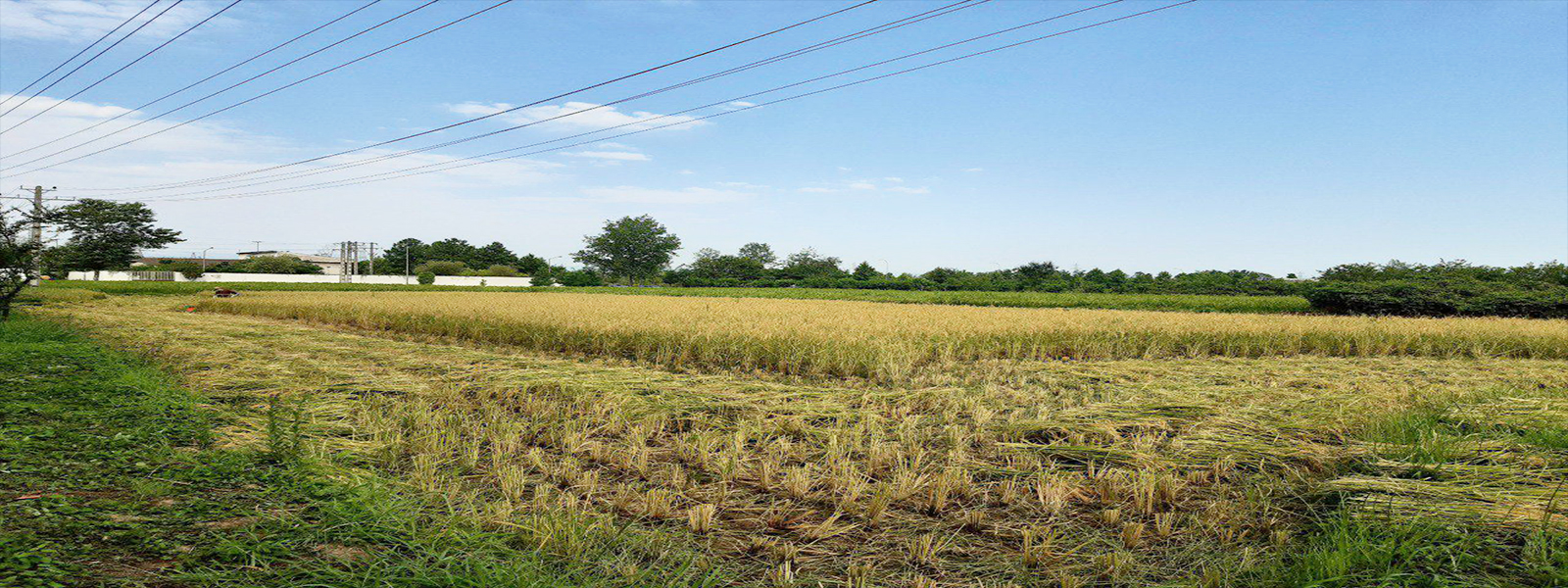 تصویر کوچک